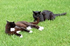 Zoff.....Fidel vertrimmt nach wie vor die alten Kater und darf nur unter Kontrolle raus.