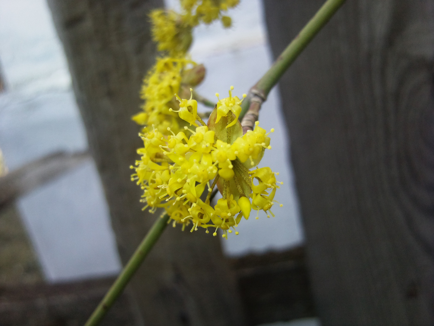 Zogal Agaci Cicegi - cornelian cherry blossom tree