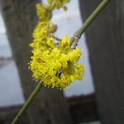 Zogal Agaci Cicegi - cornelian cherry blossom tree