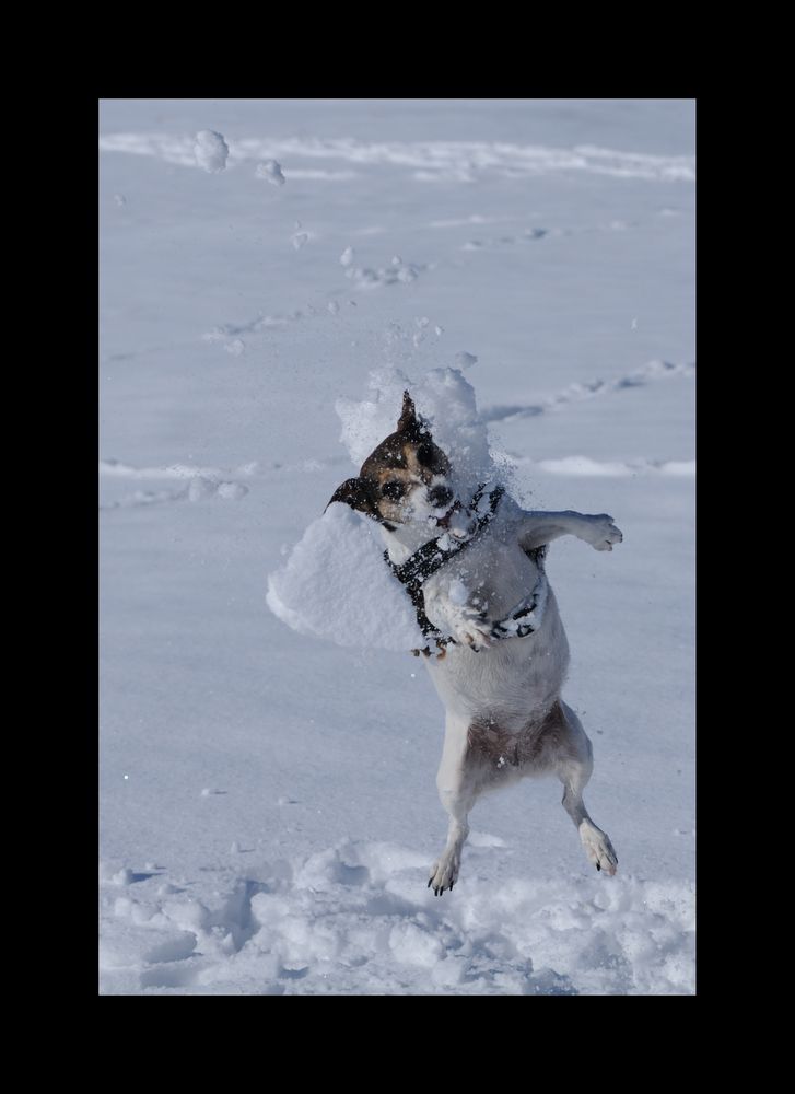 Zola the Snowmonster