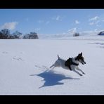 Zola the Snowmonster II