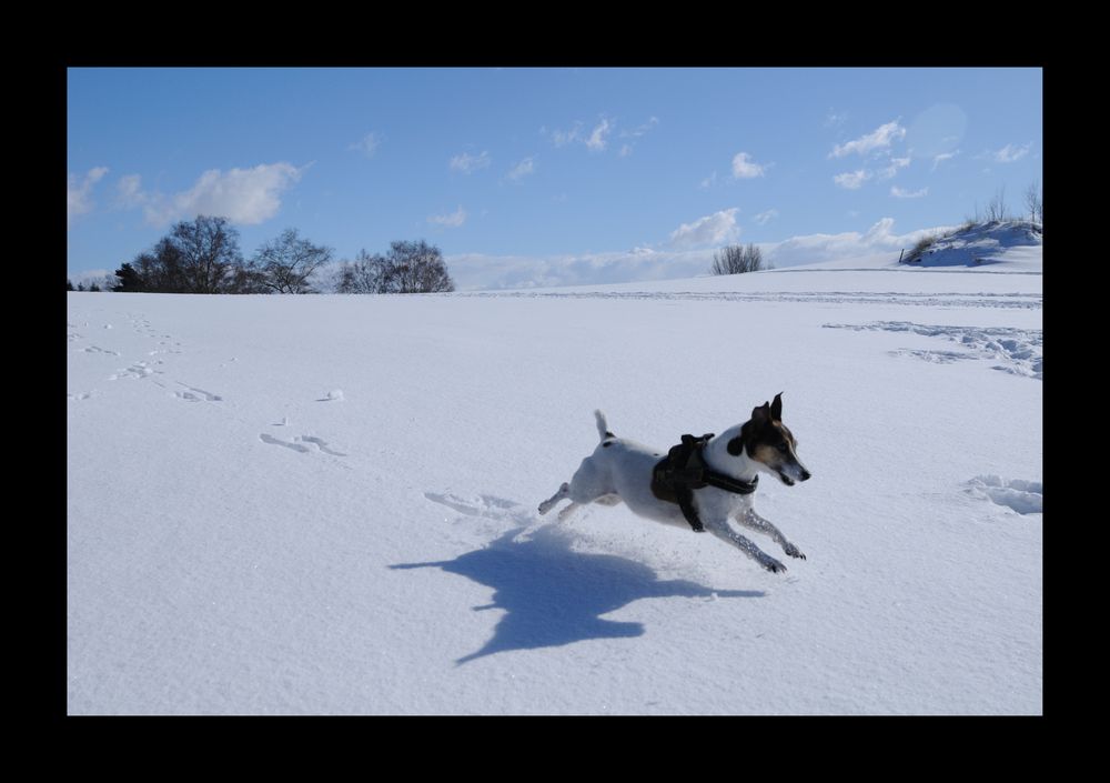 Zola the Snowmonster II