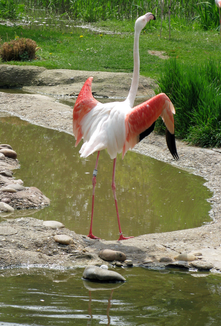 Zolli, Basel - Flamingo