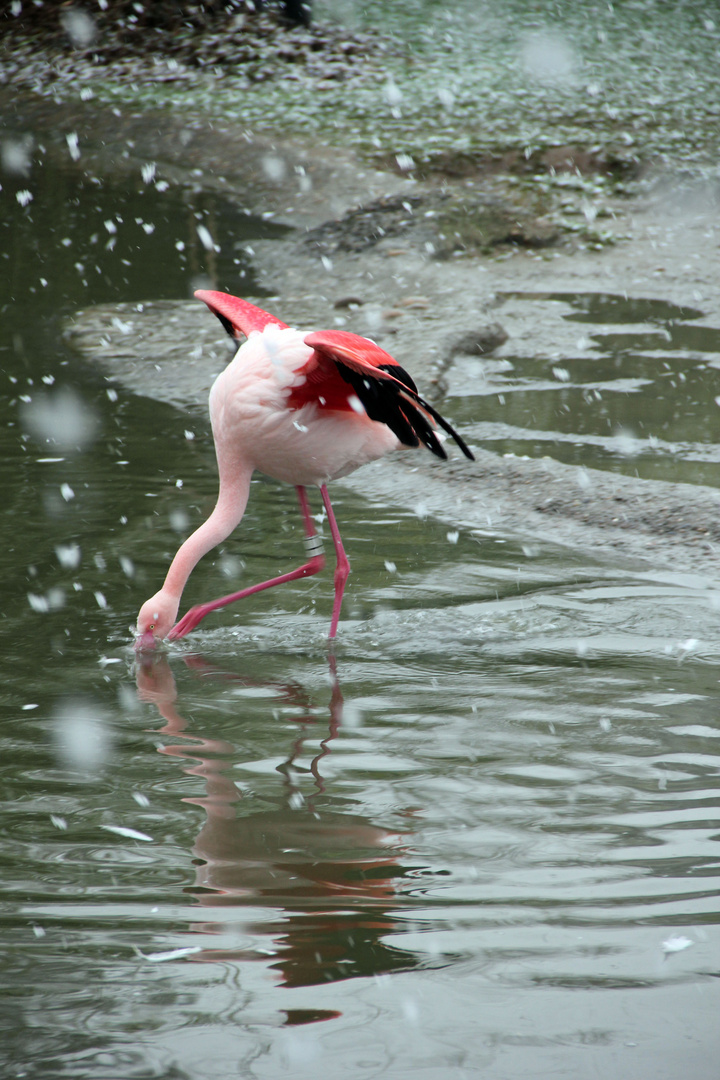 Zolli, Basel - Flamingo