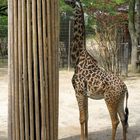 Zolli, Basel - Giraffe