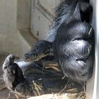 Zolli, Basel - Hand und Fuss eines Gorillas