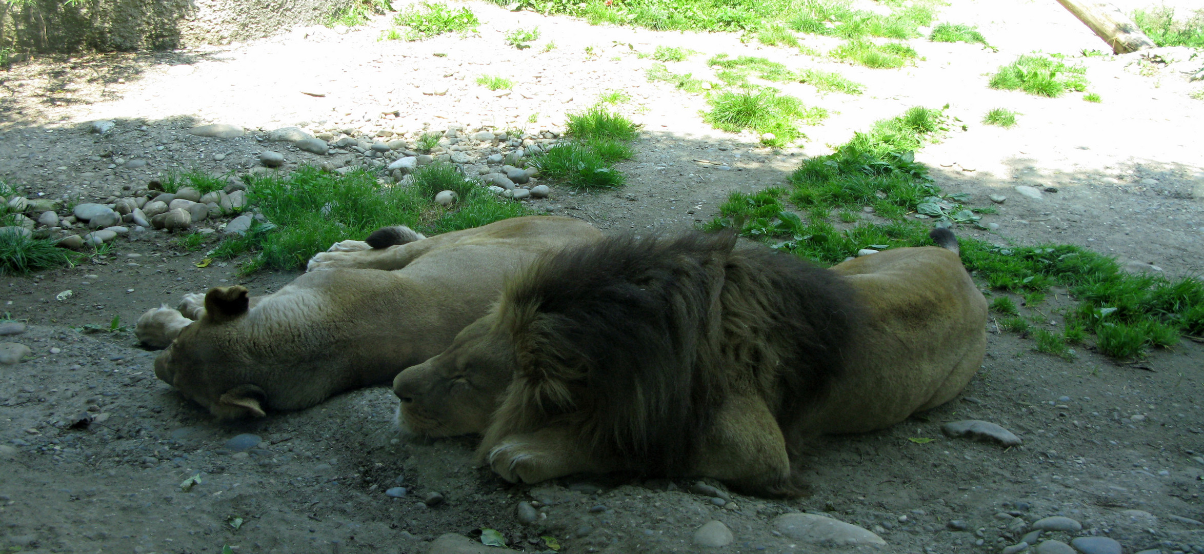 Zolli, Basel - Löwen bei der Siesta