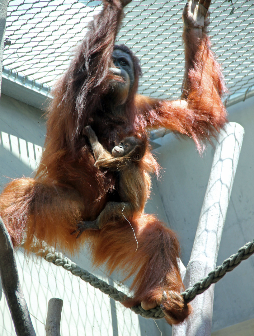 Zolli, Basel - Orang Utan mit Baby