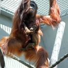 Zolli, Basel - Orang Utan mit Baby