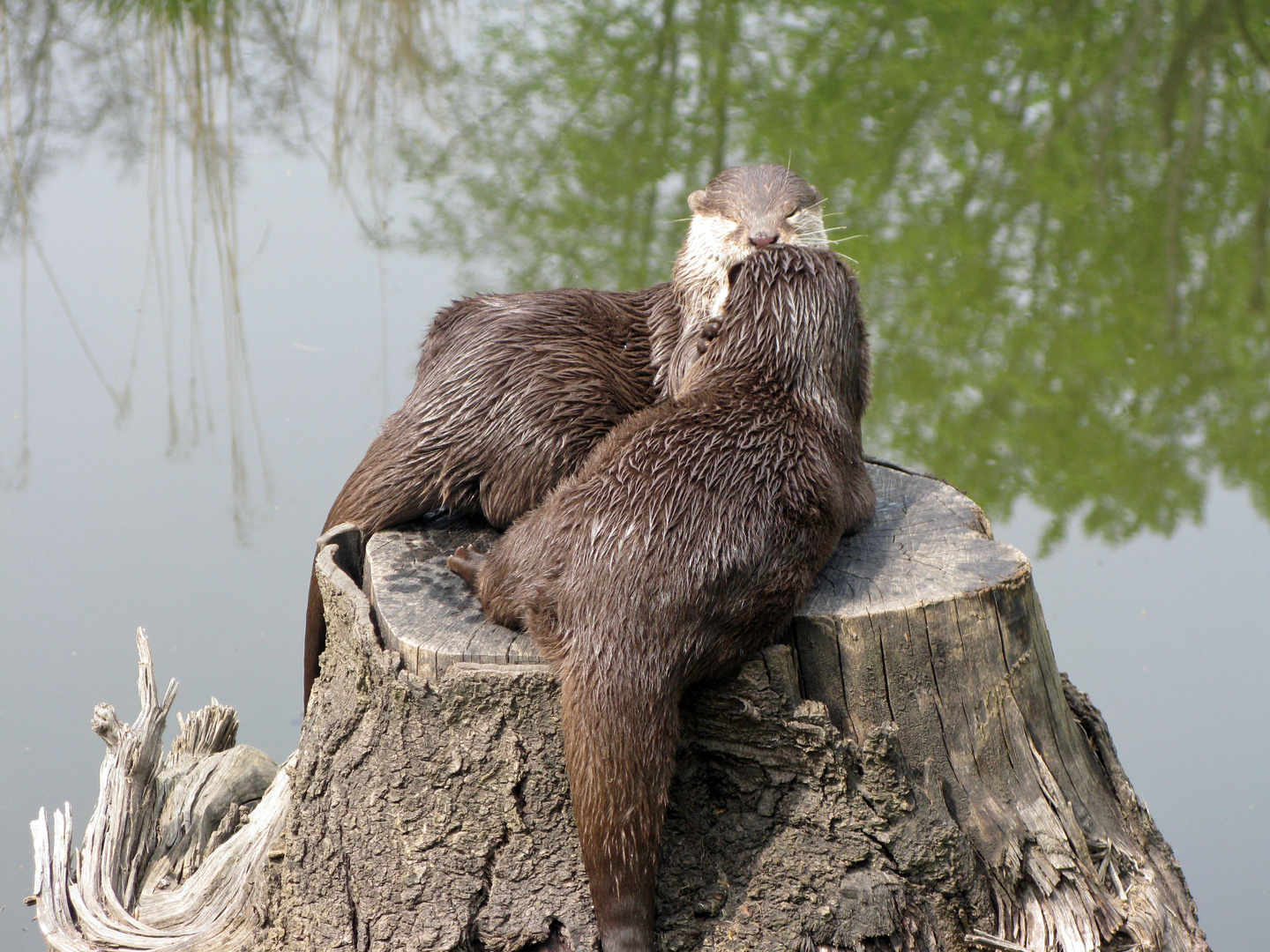 Zolli, Basel - Otterpärchen