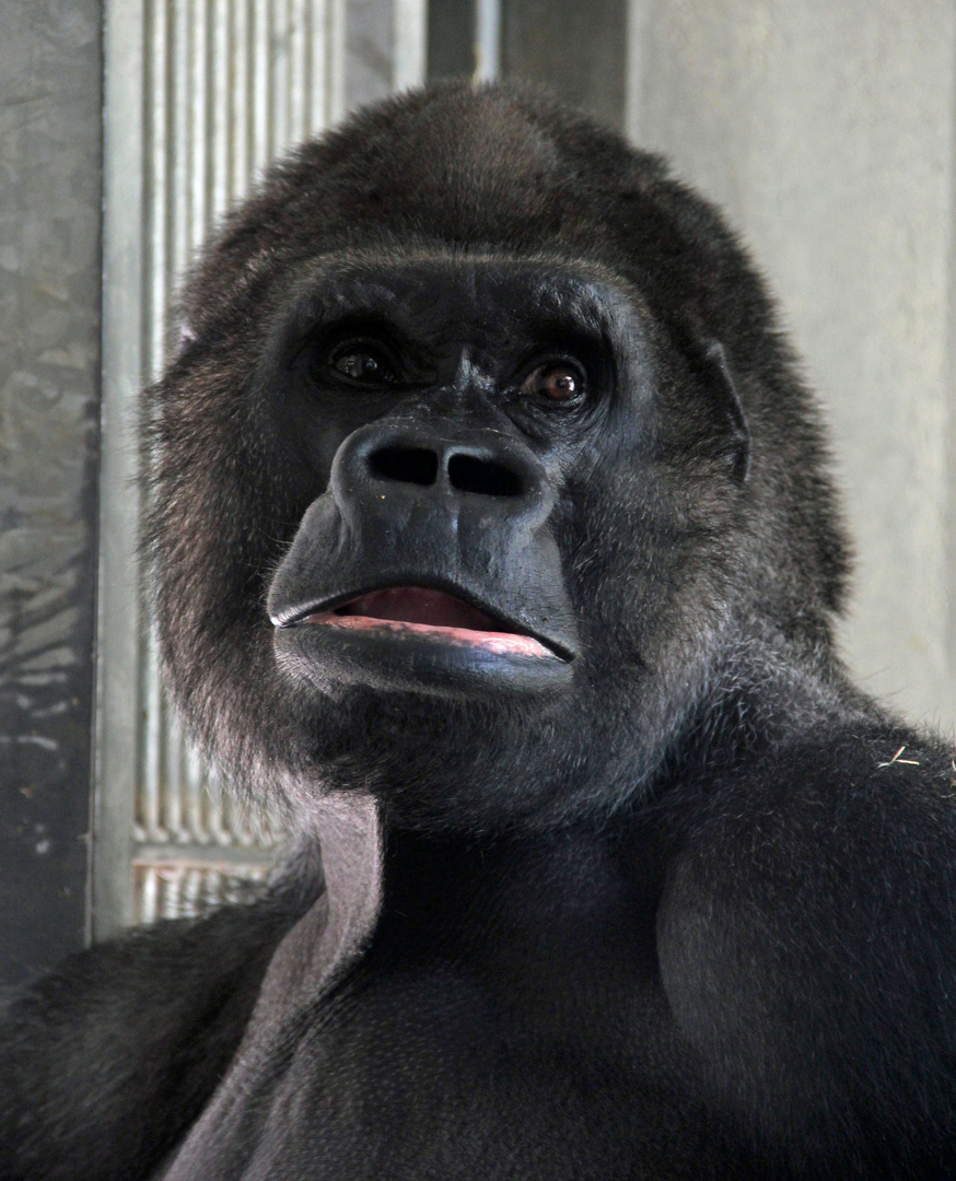 Zolli, Basel - Portrait Gorilla