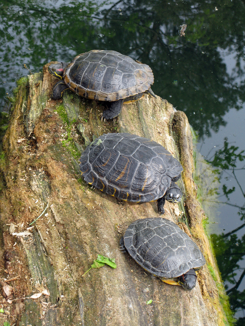 Zolli, Basel - Schildkröten am "sünnele"