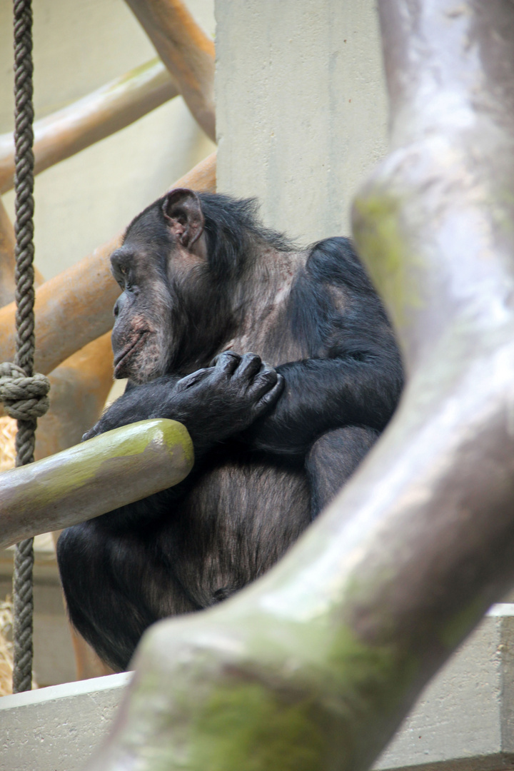 Zolli, Basel - Schimpanse
