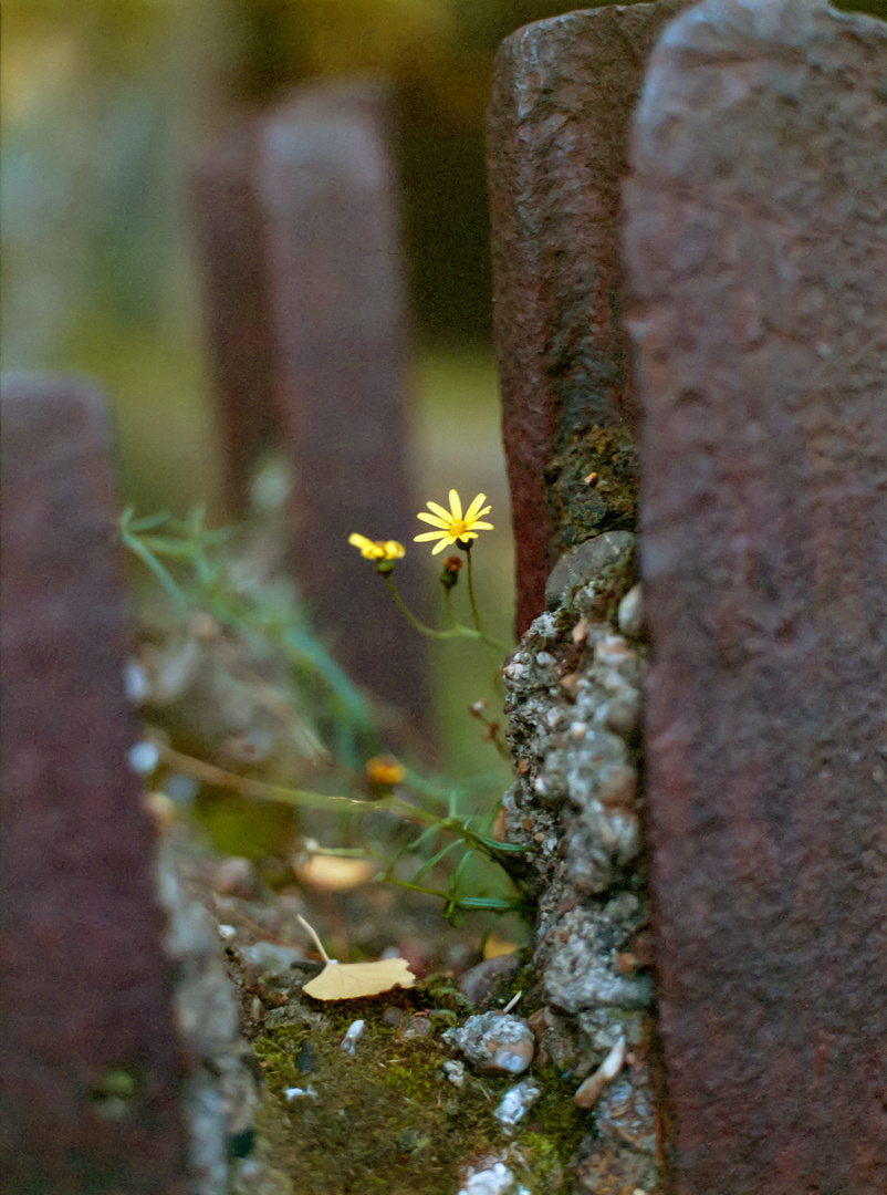 zollverein_agfa_optima-013