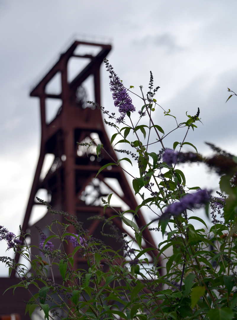 Zollvereinblümchen