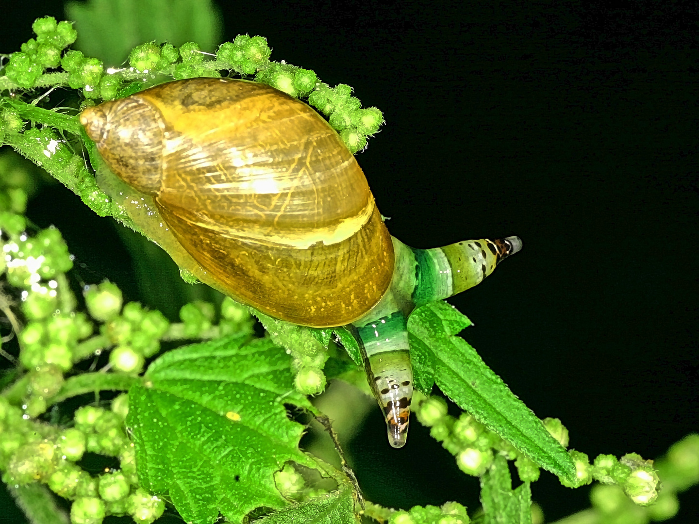 Zombie-Bernsteinschnecke (Succineidae sp.) .....