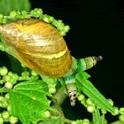 Zombie-Bernsteinschnecke (Succineidae sp.) .....