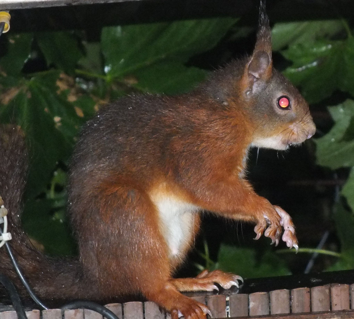 Zombie-Eichhörnchen