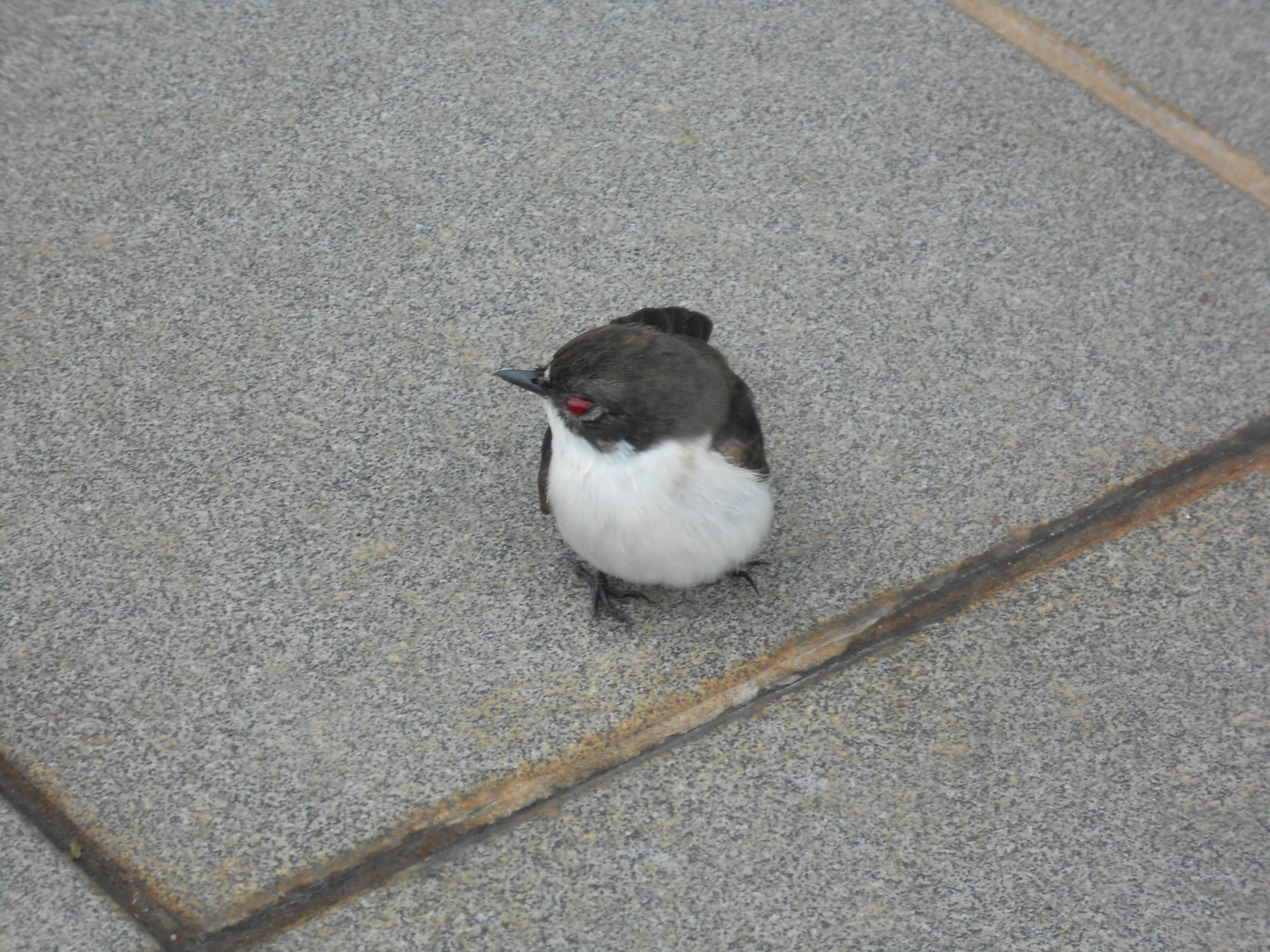 Zombie Vogel aus Italien