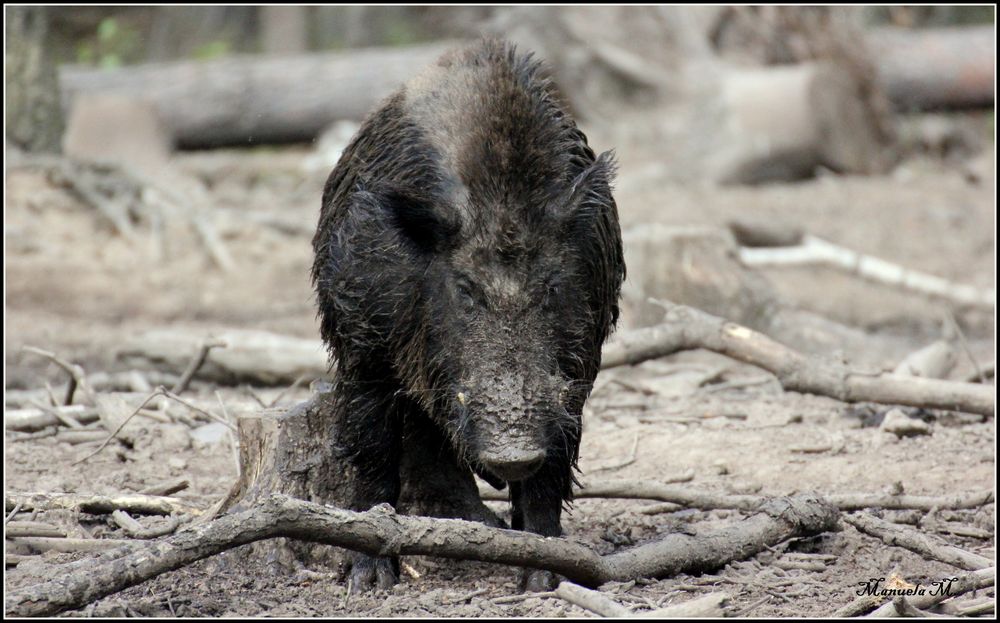 Zombie-Wildschwein