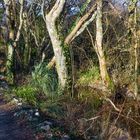 Zone humide en bordure de chemin de randonnée 1