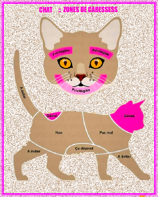 zones de caresses chez le chat 