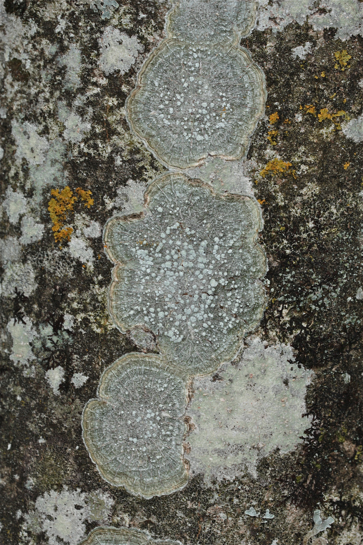 Zonierte Porenflechte (Pertusaria albescens) auf Eschenrinde