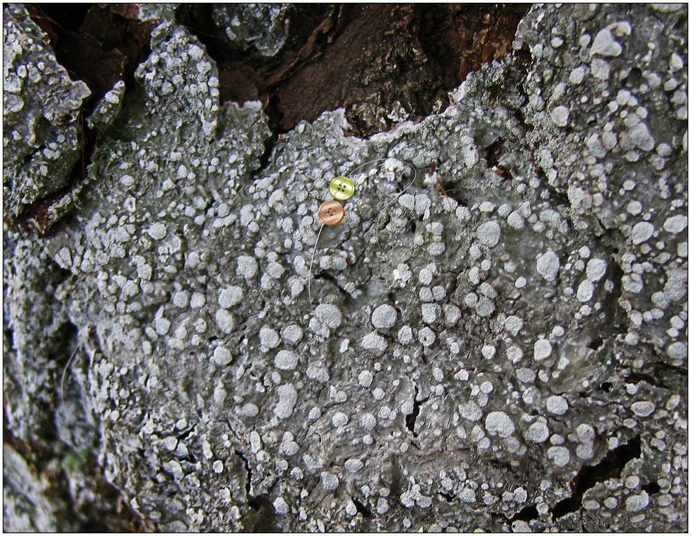 Zonierte Porenflechte (Pertusaria albescens)