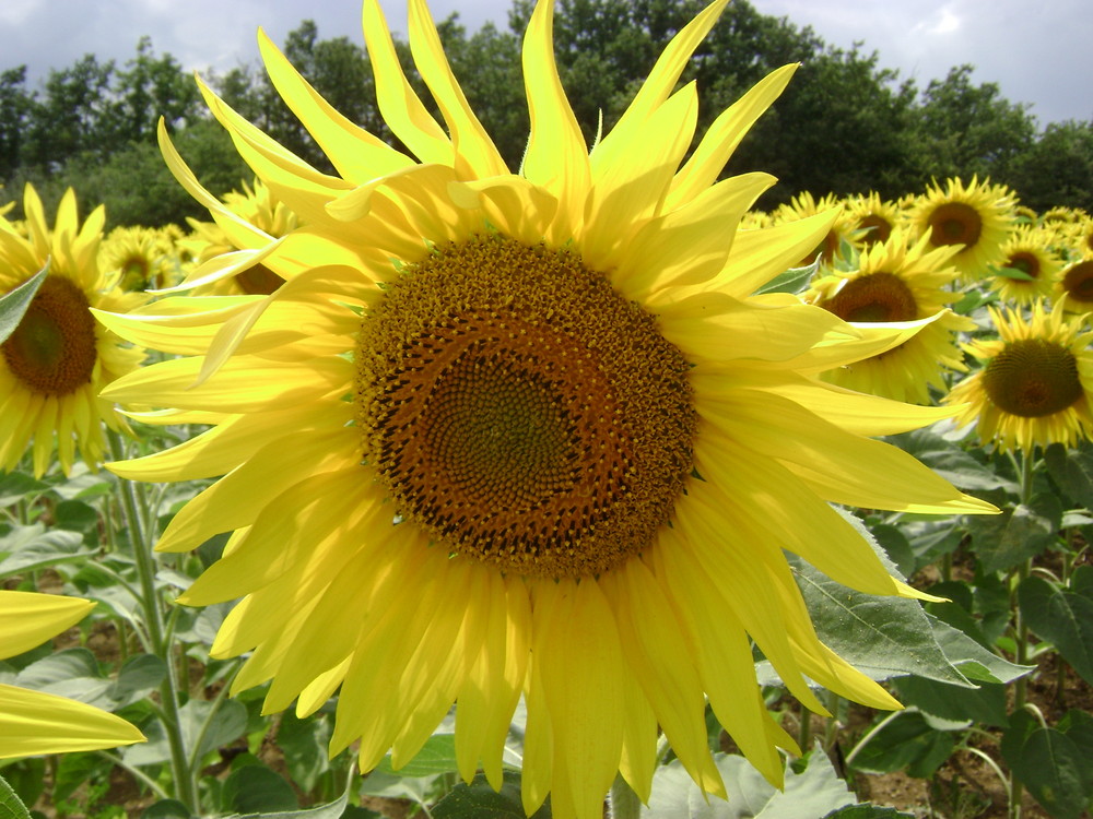 Zonnebloem in de Ardèche/ Sunflower in the Ardèche