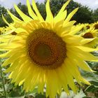 Zonnebloem in de Ardèche/ Sunflower in the Ardèche