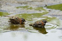 Zonotrichia capensis.