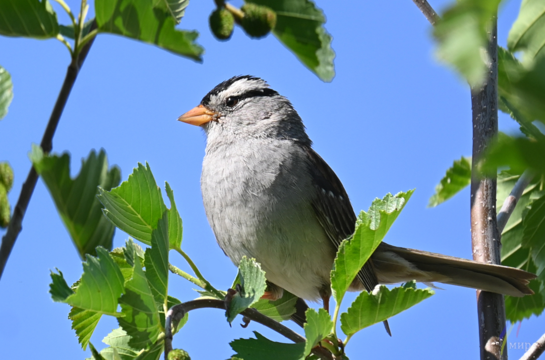 zonotrichia leucophrys i 