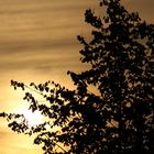 Zonser Altstadt im Licht der Dämmerung