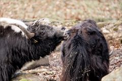 Zoo-02665-Bearbeitet