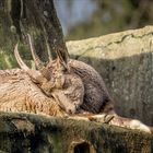 Zoo-02765-Bearbeitet Kopie