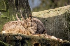 Zoo-02765-Bearbeitet Kopie