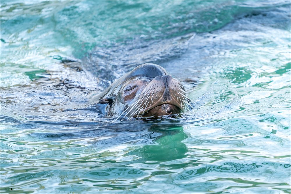 Zoo-02947-Bearbeitet