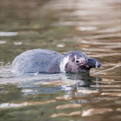 Zoo-02968-Bearbeitet