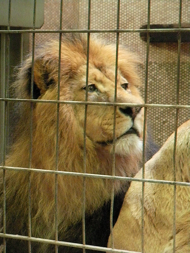 Zoo