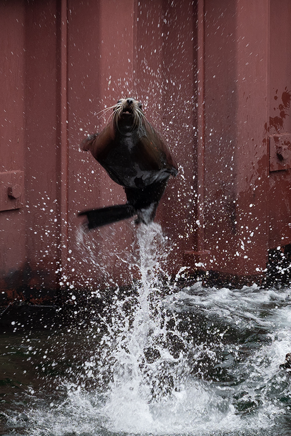 Zoo Action in Hannover