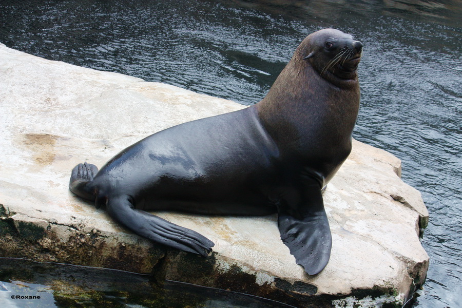 Zoo am Meer