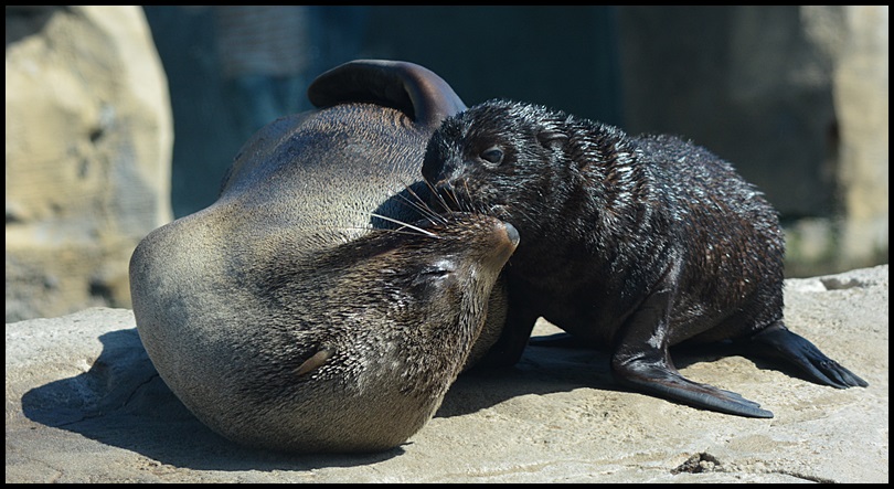 Zoo am Meer