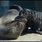 Zoo am Meer