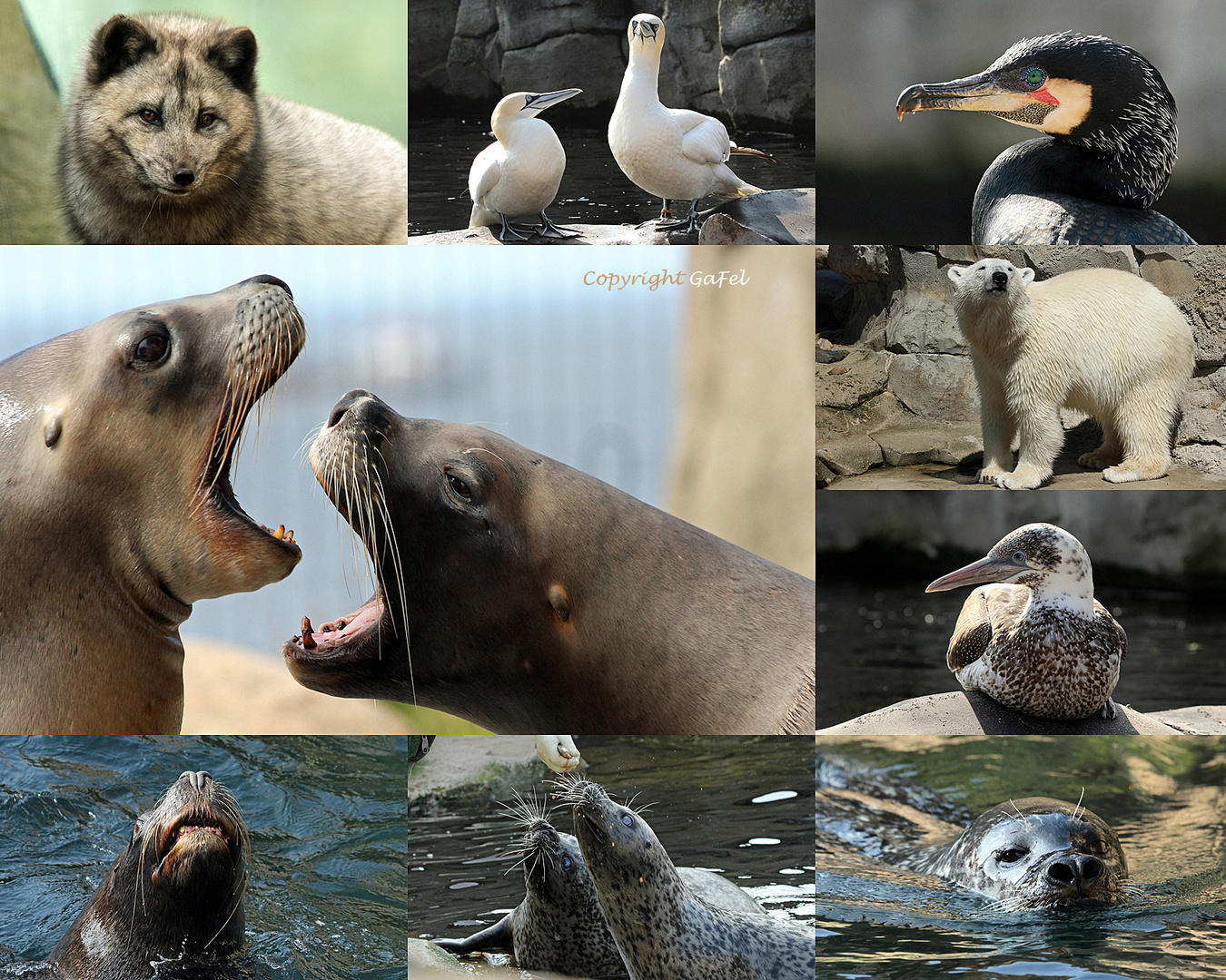 Zoo am Meer