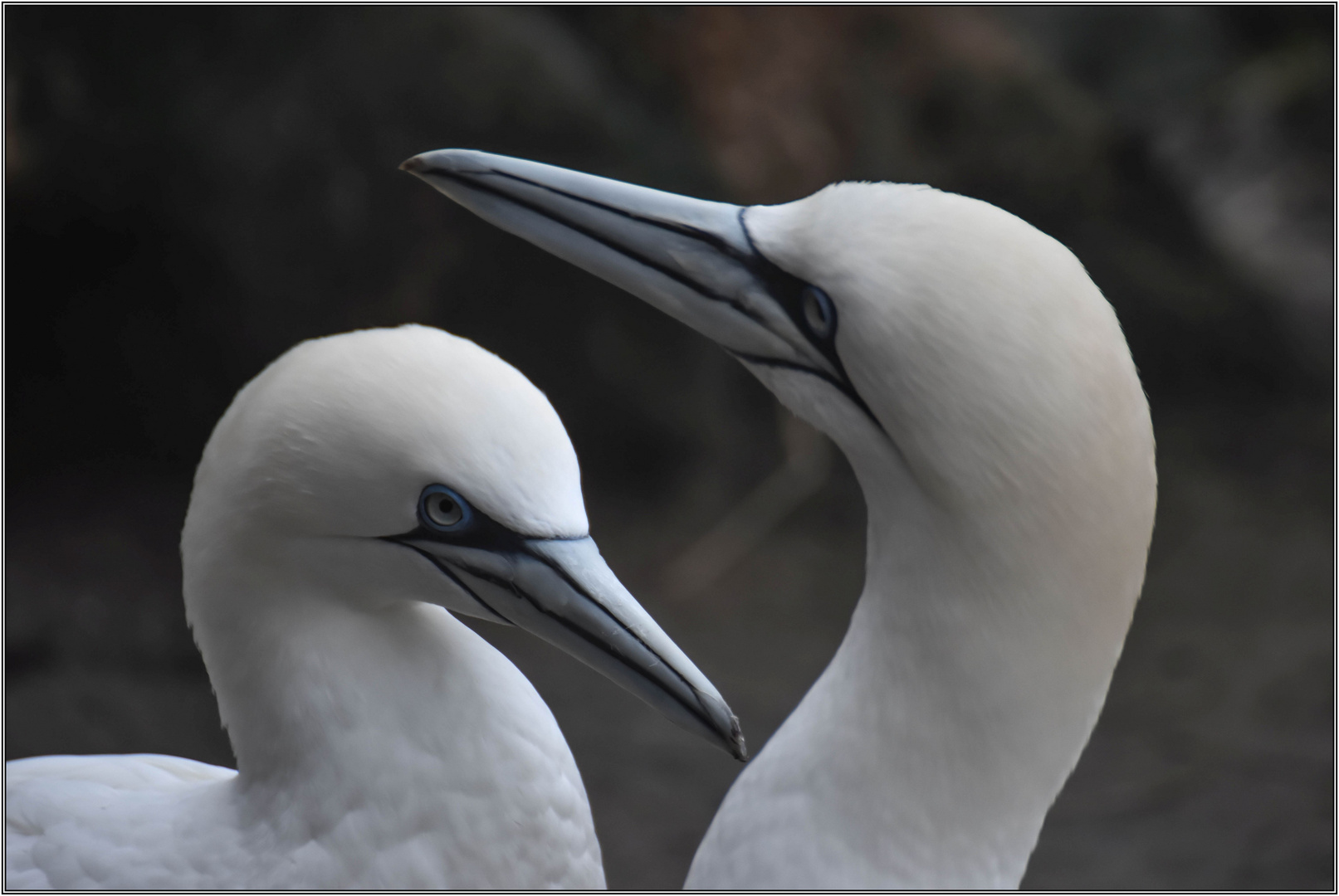 Zoo am Meer Bremerhaven (1)