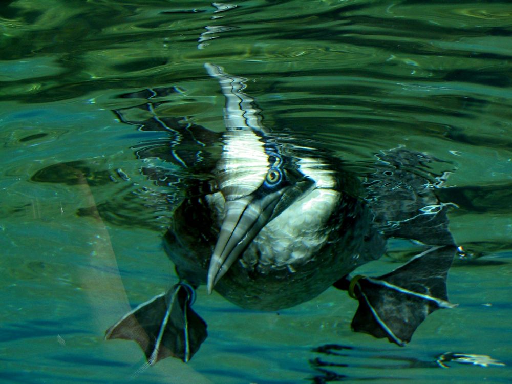 Zoo am Meer, Cuxhaven - Was guckst Du?!