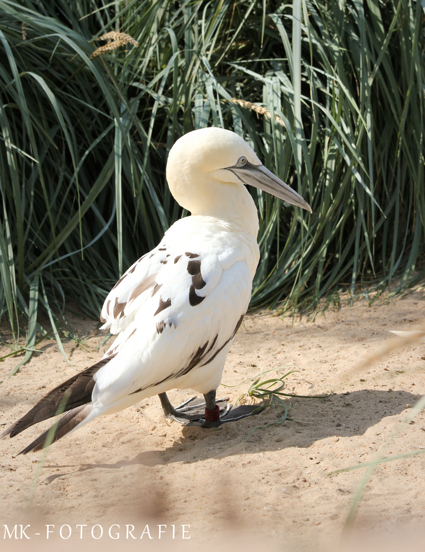 Zoo am Meer