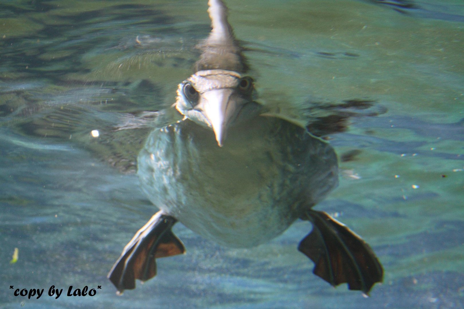 Zoo am Meer/Bremerhafen