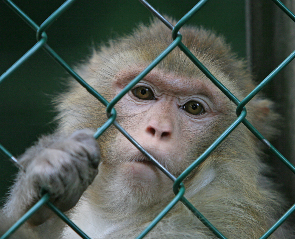 ZOO AMNEVILLE 8