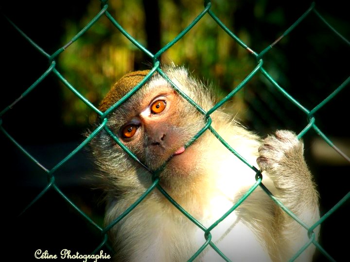 zoo amnéville